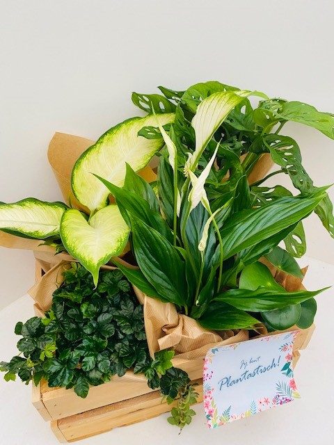 Houten kist vol planten - Afbeelding 4