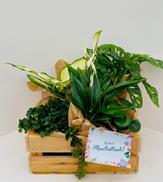 Houten kist vol planten - Afbeelding 3