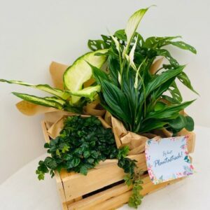 Plantenbox (€29,5 per box)