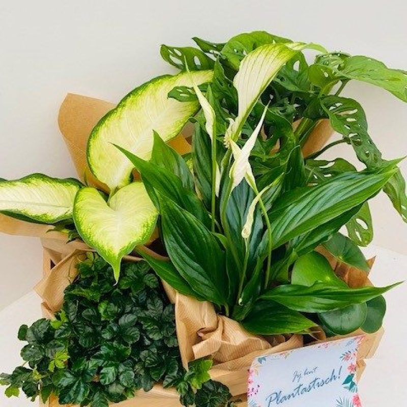 Planten_Secretaressedag