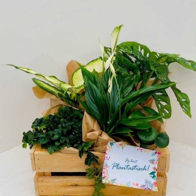 Planten_Secretaressedag_2